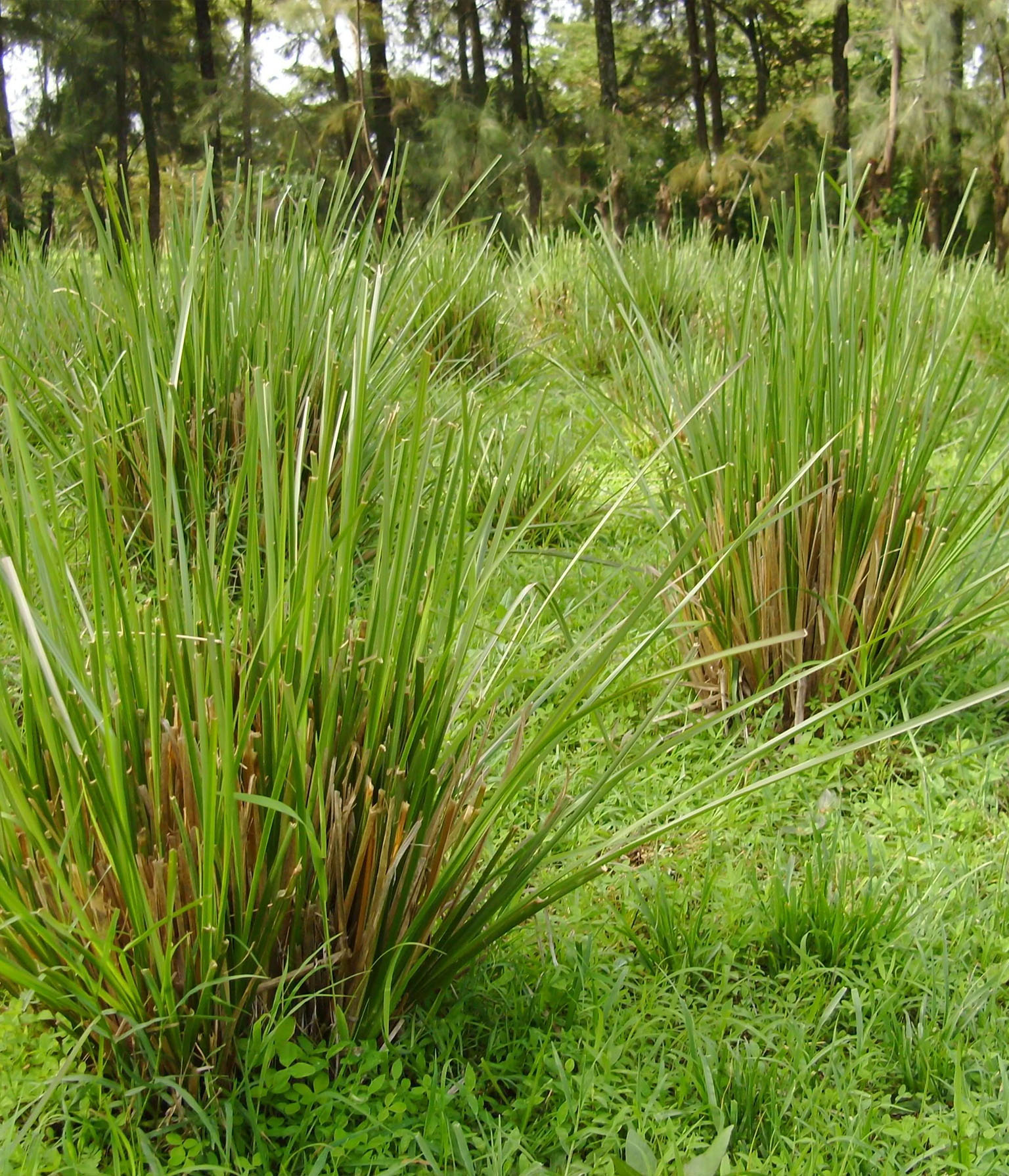 Vetiver Grass-edit-03